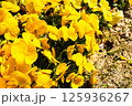 自然美が映える黄色いパンジーのクローズアップ 125936267