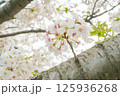 桜の花のクローズアップ写真 125936268