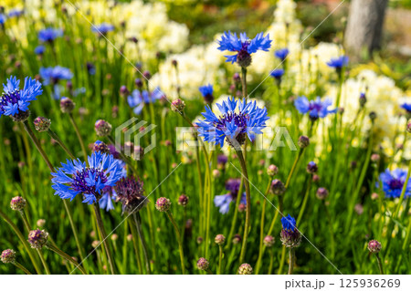 青空に映えるヤグルマギクの花畑 青空に映えるヤグルマギクの花畑 125936269