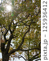 葉を透かして差し込む陽光 125936412