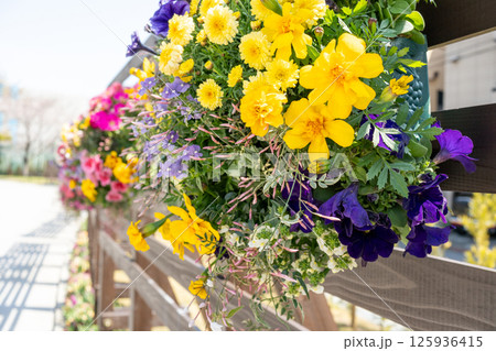 晴れた日のハンギングバスケットの花 晴れた日のハンギングバスケットの花 125936415
