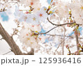 青空の下で咲く桜の花 125936416