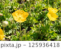鮮やかな黄色いポピーの花 125936418