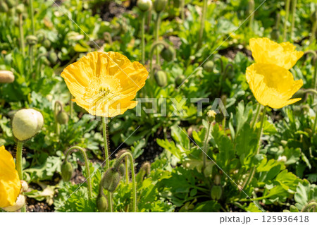 鮮やかな黄色いポピーの花 125936418