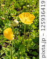 鮮やかな黄色いポピーの花 125936419