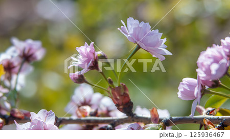 Delicate pink sakura flowers on a sunny branch and blurred natural background bokeh Delicate pink sakura flowers on a sunny branch and blurred natural background bokeh 125936467