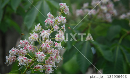 Blossoming chestnut branch with flying bees on a natural background Blossoming chestnut branch with flying bees on a natural background 125936468