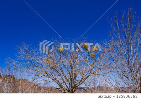 青空とヤドリギ 125936565