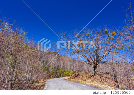 車道沿いのヤドリギ 乗鞍高原 車道沿いのヤドリギ 乗鞍高原 125936566