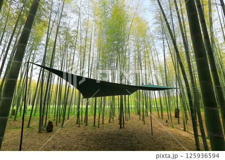 若竹の杜　　ハンモックキャンプ 125936594