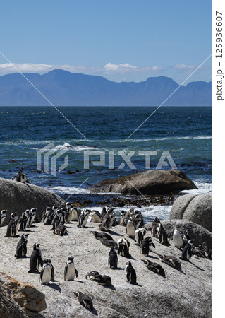 Boulders Beach lagoon with colony of African spectacled penguins Boulders Beach lagoon with colony of African spectacled penguins 125936607