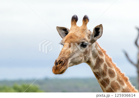 Close up portrait, giraffe head and neck side view, gray sky 125936614