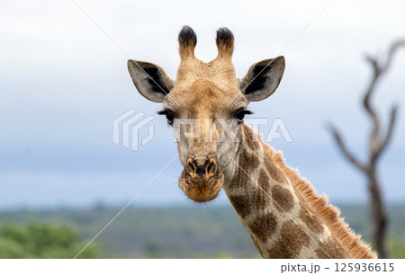 Close up portrait, giraffe head and neck side view, gray sky 125936615
