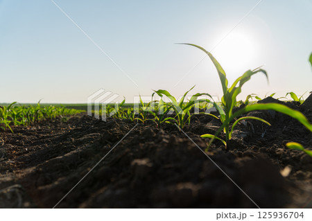 Small corn plants emerge from rich, dark soil as the sun rises, illuminating the field and signaling a new day for agriculture Small corn plants emerge from rich, dark soil as the sun rises, illuminating the field and signaling a new day for agriculture 125936704