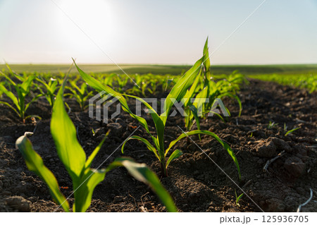 Green corn shoots emerge from rich soil, basking in sunlight on a clear day in a sprawling agricultural landscape Green corn shoots emerge from rich soil, basking in sunlight on a clear day in a sprawling agricultural landscape 125936705