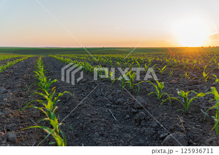 Young corn plants emerge from dark soil, illuminated by a warm sunset in a tranquil agricultural setting 125936711