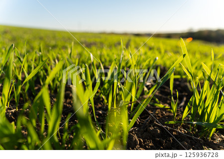 Lush blades of green grass rise from dark soil in a sunny field, capturing the beauty of spring in a rural landscape 125936728