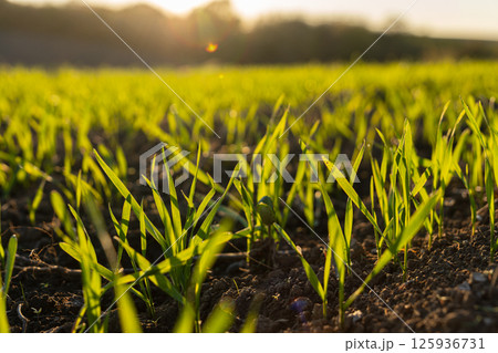 Newly sprouted green grass covers a field Newly sprouted green grass covers a field 125936731