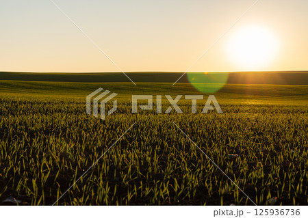 Bright sun rises above a vibrant green field, illuminating fresh grass with warm colors during early morning hours 125936736
