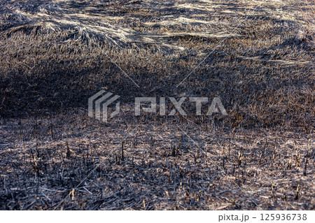 Burnt ground in a rural setting shows the aftermath of a recent wildfire, with scattered blackened remnants of grass and soil exposed under sunlight Burnt ground in a rural setting shows the aftermath of a recent wildfire, with scattered blackened remnants of grass and soil exposed under sunlight 125936738