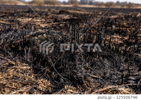 Charred ground displays burnt vegetation remnants in a rural setting, following a controlled fire conducted in the early spring season Charred ground displays burnt vegetation remnants in a rural setting, following a controlled fire conducted in the early spring season 125936746