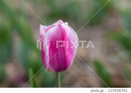 A delicate pink and white tulip stands upright, surrounded by lush green foliage in a garden under soft sunlight 125936761