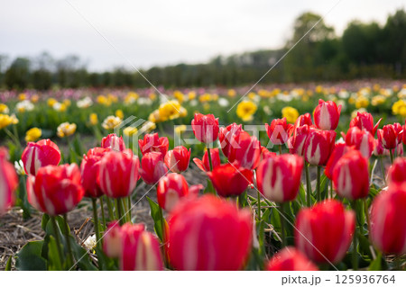 A colorful tulip field showcases vibrant red and yellow blooms under a cloudy sky on a spring afternoon, creating a tranquil atmosphere 125936764