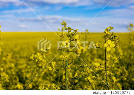 Vibrant yellow rapeseed blossoms flourish across agricultural fields, reflecting growth and vitality under a clear blue sky in spring 125936773