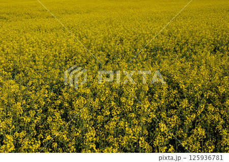 Golden fields of rapeseed flowers showcase nature's beauty, signaling the arrival of spring and thriving agricultural practices 125936781