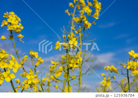 Bright yellow rapeseed flowers stretch towards a clear blue sky, showcasing the beauty of nature in a thriving agricultural field during spring Bright yellow rapeseed flowers stretch towards a clear blue sky, showcasing the beauty of nature in a thriving agricultural field during spring 125936784
