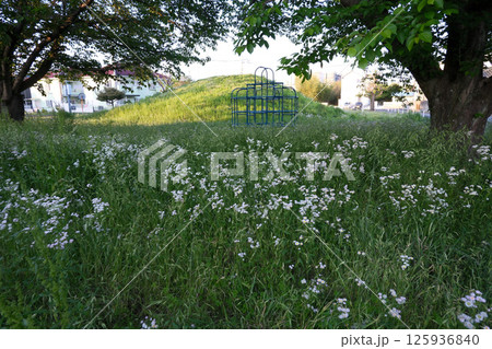公園の白い花、遊具、草村 125936840