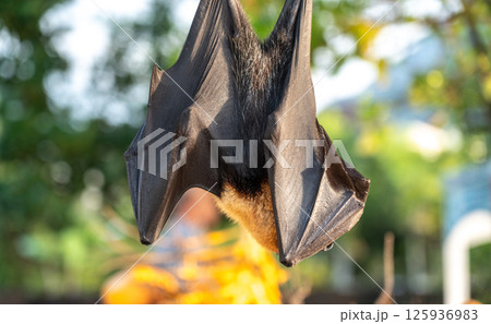 Fruit bat, pteropus seychellensis muzzle, seychelles flying foxes close-up on blurred background 125936983