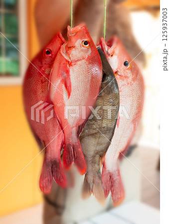 Red Snapper fish close up, Lutjanus or seabream, Sebastes fresh sea food, raw uncooked 125937003