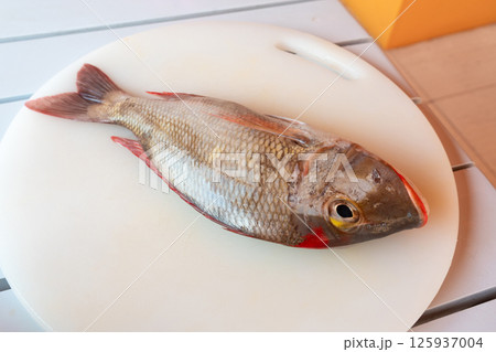 Red Snapper fish close up, Lutjanus or seabream, Sebastes fresh sea food, raw uncooked 125937004