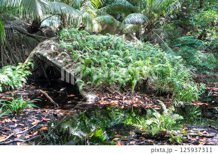 Tropical swamp with stagnant water in a dense jungle, a potential mosquito breeding site Tropical swamp with stagnant water in a dense jungle, a potential mosquito breeding site 125937311