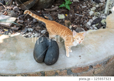 Wild ginger cat in Fond Ferdinand Nature Reserve on Praslin Island, Seychelles Wild ginger cat in Fond Ferdinand Nature Reserve on Praslin Island, Seychelles 125937323