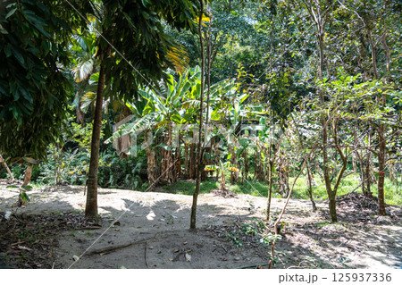 Tropical forest clearing in Fond Ferdinand Nature Reserve on Praslin Island, Seychelles 125937336