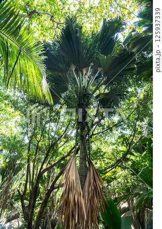 Tall coco de mer palm tree in the dense tropical jungle of Fond Ferdinand Nature Reserve Tall coco de mer palm tree in the dense tropical jungle of Fond Ferdinand Nature Reserve 125937339