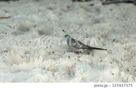 Zebra dove walking on tropical sandy beach in Seychelles, showing delicate feathers, blue beak 125937375