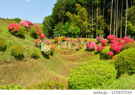 日本100名城・山中城（静岡） 125937559