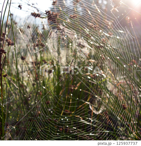 spider web and spider in the grass spider web and spider in the grass 125937737