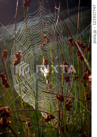 spider web and spider in the grass 125937747