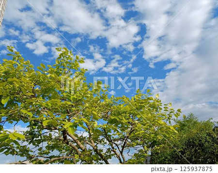 新緑の季節 4月 柿の木と青空 新緑の季節 4月 柿の木と青空 125937875