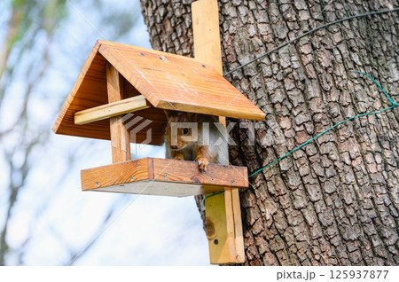 Squirrel peeking out from wooden feeder on tree. 125937877