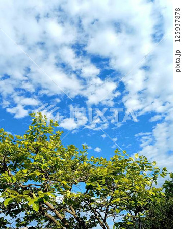 新緑の季節　4月　柿の木と青空 125937878