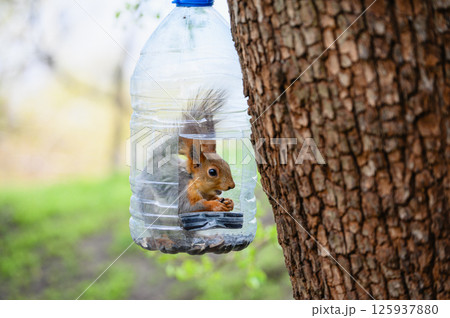 Squirrel eating inside plastic bottle bird feeder on tree. 125937880