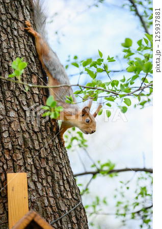 Squirrel climbing down tree and reaching for branch. 125937881