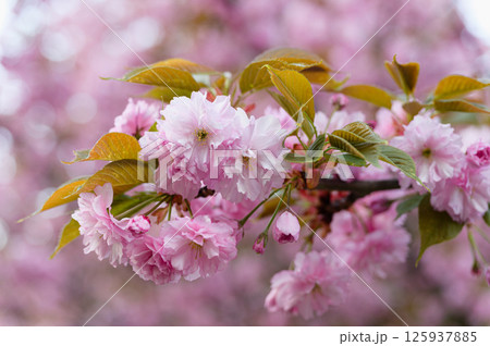 Close-up of pink sakura blossoms on tree branch. Close-up of pink sakura blossoms on tree branch. 125937885