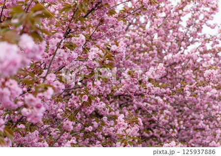 Full blooming sakura trees with pink flowers in spring. 125937886