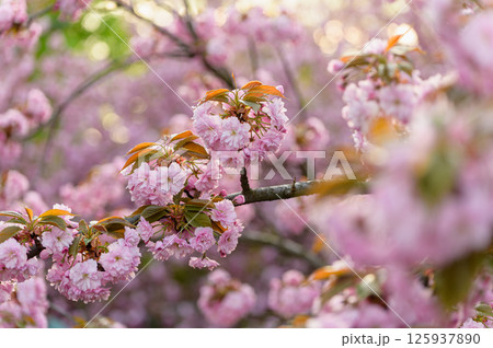 Close-up of pink sakura blossoms on tree branch. Close-up of pink sakura blossoms on tree branch. 125937890